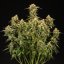 Royal Queen Seeds Семена от канабис Medusa F1 Auto