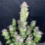 Silent Seeds Seminte de Canabis B-45 By Booba Feminizate