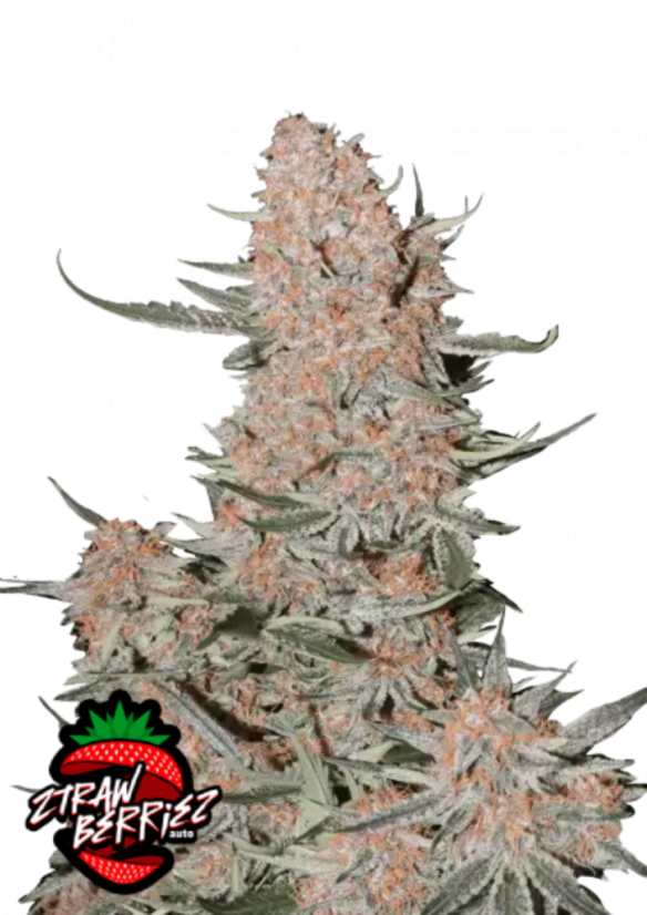Fast Buds Sjemenke konoplje Ztrawberriez Auto