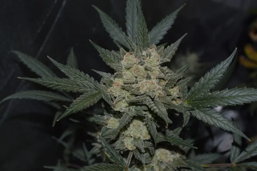 Fast Buds Semi di Cannabis Girl Scout Cookies Auto