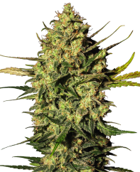 Sensi Seeds Seminte de canabis Master Kush Automatic feminizate de White Label, 3-10 buc.