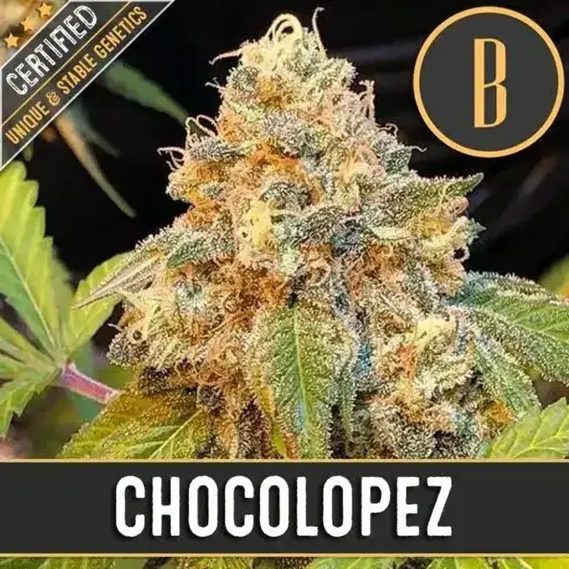 Blimburn Seeds Cannabis Seeds Chocolopez Nőiesített