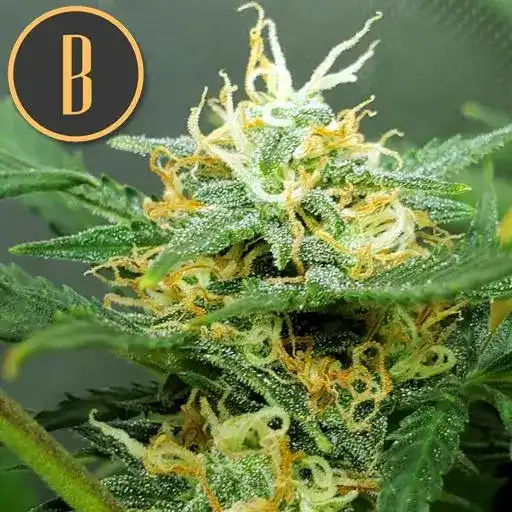 Blimburn Seeds Hanfsamen Orient Auto