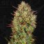 T.H.Seeds™ Seminte de canabis Auto MK-Ultra™, pachet 5+1, feminizate