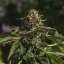 Royal Queen Seeds Seminte de canabis Gelato de nunta feminizat