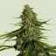 Royal Queen Seeds Semillas de cannabis Gaia F1 Auto