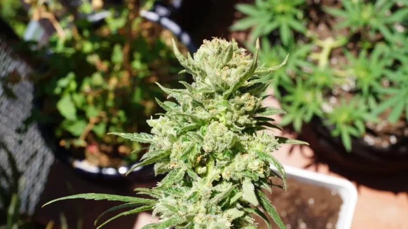 Fast Buds Sjemenke konoplje G14 Auto