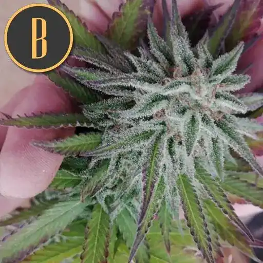 Blimburn Seeds Cannabis Seeds Cafe Racer Feminiseret