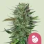 Royal Queen Seeds Cannabis Seeds Do-si-dos Feminizált