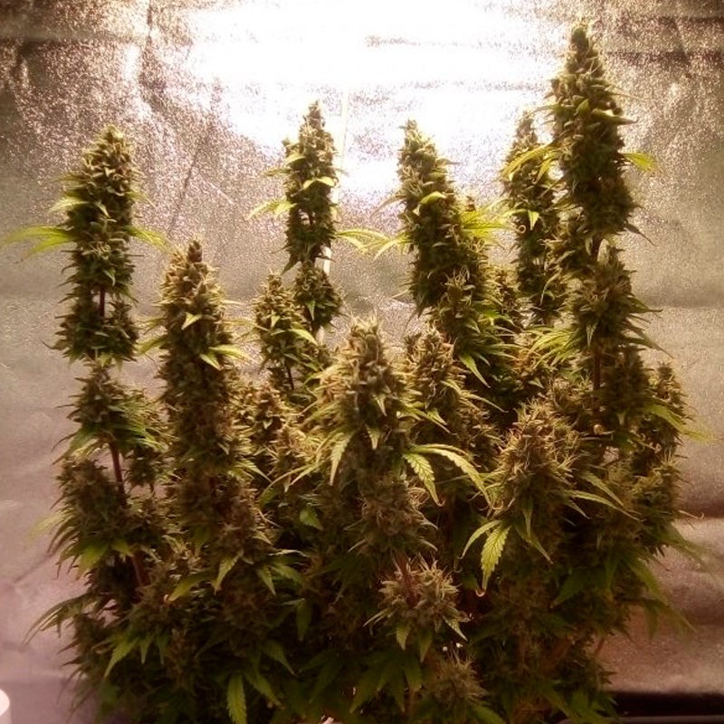 Silent Seeds Seminte de canabis Moby Dick auto feminizate