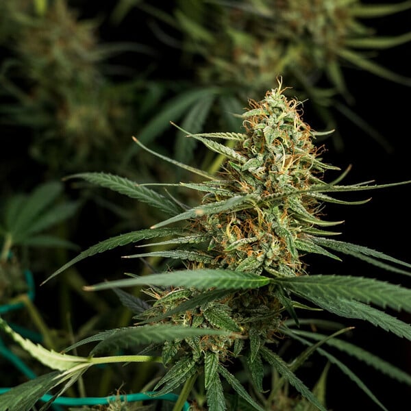 Royal Queen Seeds Seminte de canabis Hulkberry Auto