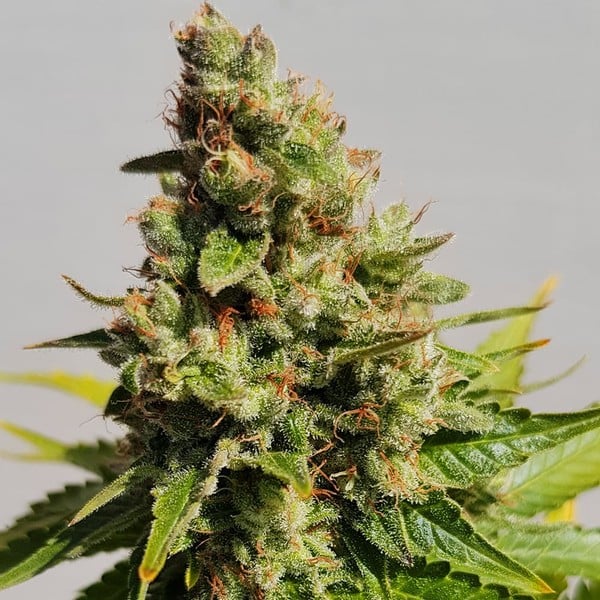 Royal Queen Seeds Graines de cannabis Royal AK féminisées