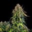 Royal Queen Seeds Seminte de canabis Haze Berry Auto