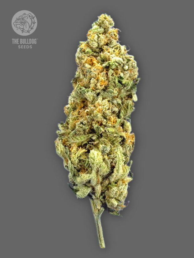 The Bulldog Seeds TB Mimosa Feminizada, 3 e 5 peças