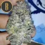 Blimburn Seeds Cannabisfrön Gelato Feminiserade