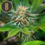 Blimburn Seeds Cannabis Seeds Green Crack Nőiesített