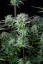 Fast Buds Cannabis Seeds Strawberry Banana Auto