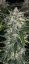 Fast Buds Sjemenke kanabisa Sour Jealousy Auto