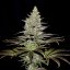 Royal Queen Seeds Seminte de canabis Somango XL feminizate