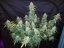 Semințe de Cannabis Fast Buds Six Shooter Auto