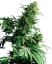 Sensi Seeds Cannabis Shiva Shanti® Regular, 10 buc