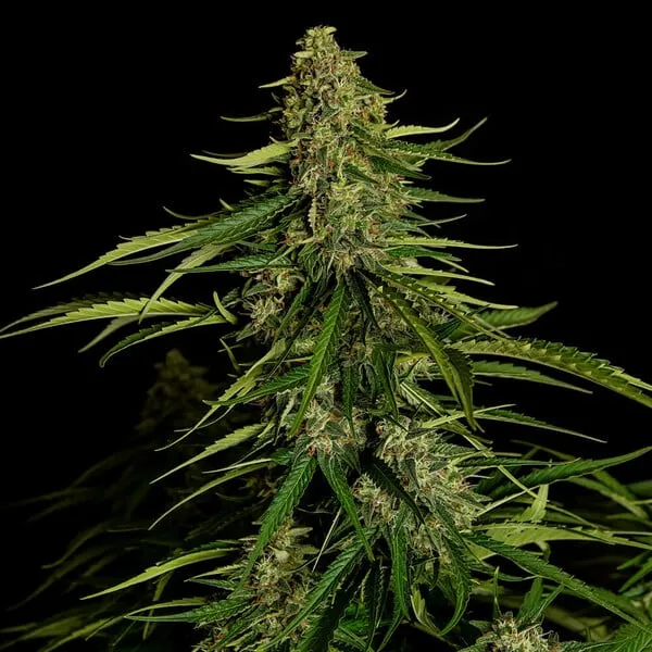 Royal Queen Seeds Semillas de cannabis Gaia F1 Auto
