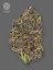 The Bulldog Seeds TB Purple CBD Automático, 3 e 5 peças