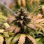 Royal Queen Seeds Seminte de canabis Royal Cheese Auto