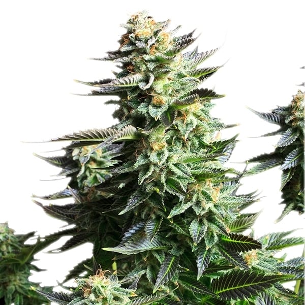 Royal Queen Seeds Cannabisfrø Amnesia Haze Feminiseret
