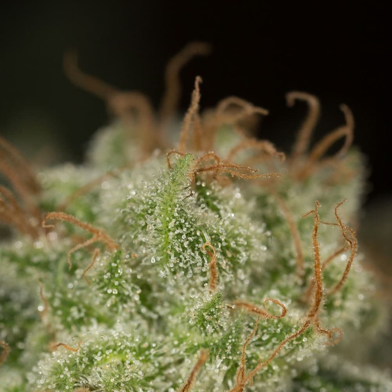 Silent Seeds Seminte de Canabis Lemon Tree Fast By Lemon Tree Feminizate