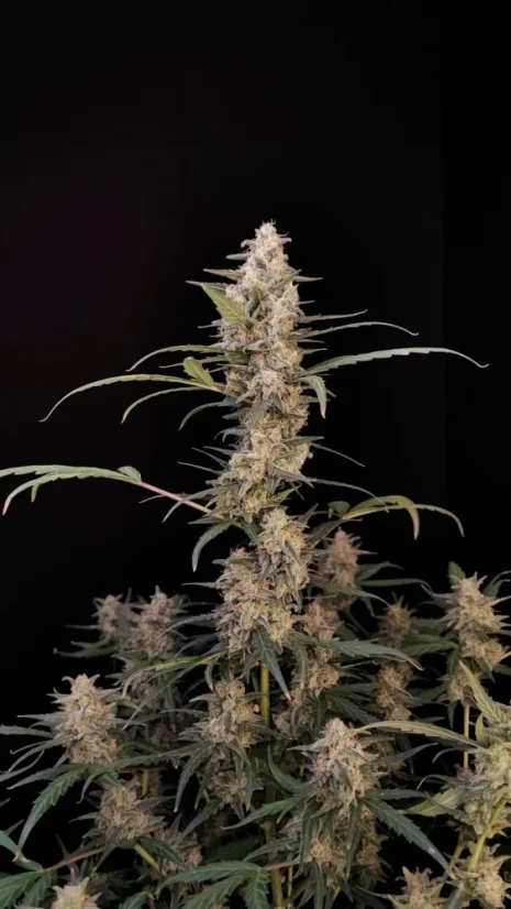 Fast Buds Sjemenke Kanabisa Critical Auto