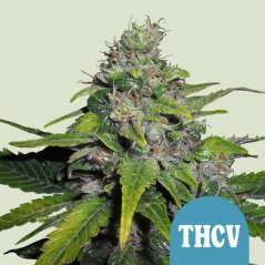 Royal Queen Seeds Hanfsamen Royal THCV Feminisiert (Hoher CBD-Gehalt)