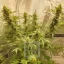 Blimburn Seeds Cannabis Seeds Mamba Negra CBD feminizált