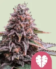 Royal Queen Seeds Cannabis Seeds Pink Mist Feminized