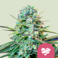 Royal Queen Seeds Cannabis Seeds Wedding Crasher Nőiesített