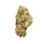 Royal Queen Seeds Seminte de canabis Royal Cheese Auto