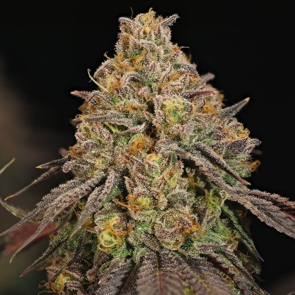 Royal Queen Seeds Semințe de canabis Legendary OG Punch feminizate