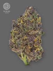 The Bulldog Seeds TB Purple CBD Auto, 3 a 5 ks