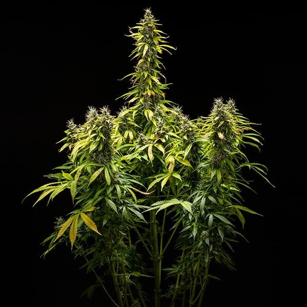 Royal Queen Seeds Seminte de canabis Royal Runtz Auto