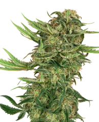 Sensi Seeds Semințe de canabis N13 Kush feminizate, 3-10 buc.