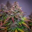 Royal Queen Seeds Semințe de canabis Bubble Kush Auto