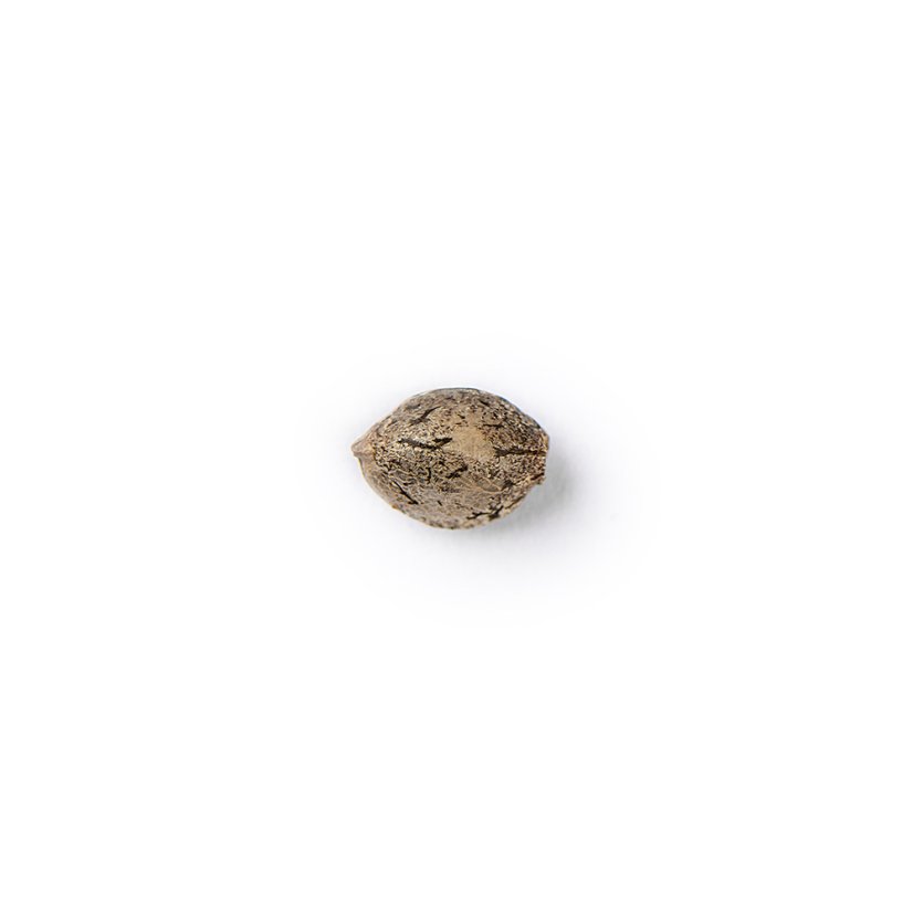 The Bulldog Seeds TB Sour Diesel Regular, 3 a 5 ks