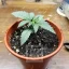Blimburn Seeds Kanapių sėklos AK Auto