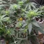 Blimburn Seeds Cannabiszaden Blue Dream Gefeminiseerd