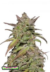 Fast Buds Sjemenke konoplje Smoothie Auto