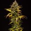 Royal Queen Seeds Semințe de canabis Purple Queen Auto