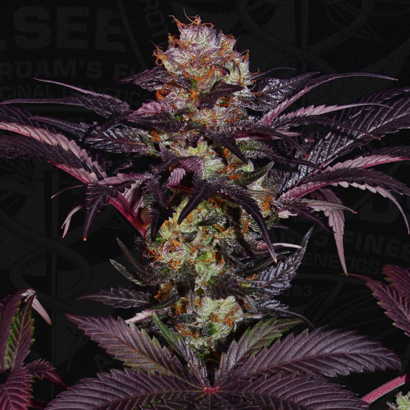 T.H.Seeds™ Seminte de canabis French Macaron, 6+1 Pack Special, feminizate