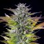 Royal Queen Seeds Seminte de canabis Pepene verde feminizate