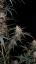 Fast Buds Sjemenke Kanabisa Chemdawg Auto
