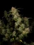 Fast Buds Sjemenke konoplje Guava Auto